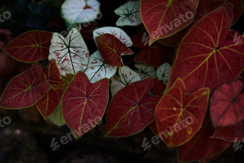 Preview: The colorful leaves in the botanical garden