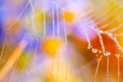 Preview: Beautiful pattern of spider's web with dewdrops on green background, Nature background