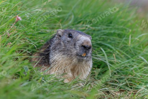Preview: Alpine marmot (Marmota marmota) in the French Alps