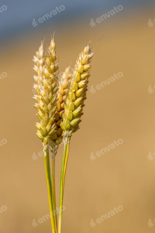Preview: Close-up of five ears of wheat in hands on blurred background