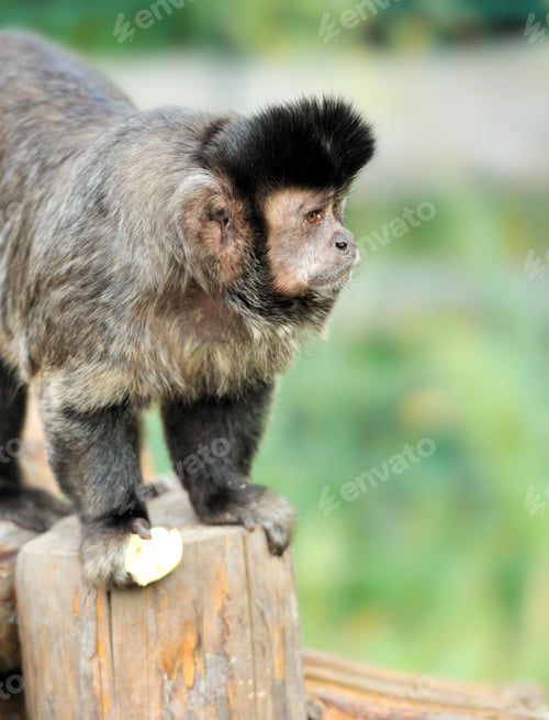 Preview: Capuchin monkey