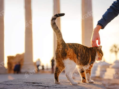 Preview: cats of Turkey, small resort town of Side with ancient Greek ruins