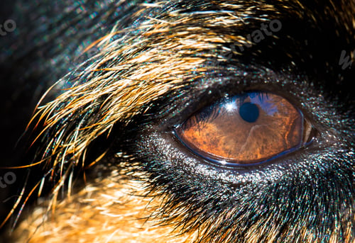 Preview: Closeup shot of a light brown dog eye