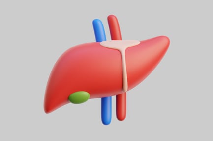 Preview: Simple liver with gallbladder anatomy