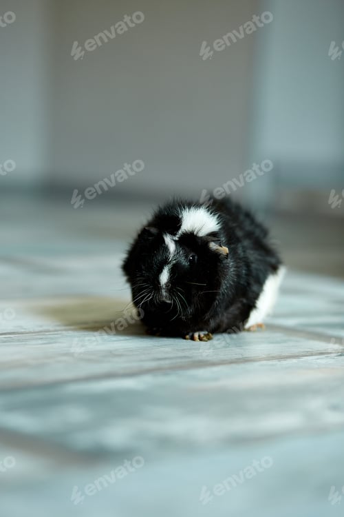 Preview: Portrait of black guinea pig or cavy indoors.
