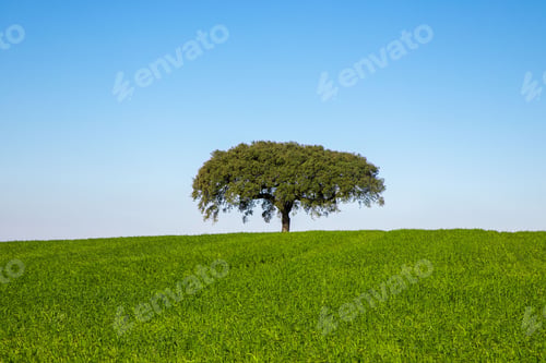 Preview: Single, majestic tree stands atop a lush, green hill, illuminated by a beautiful blue sky