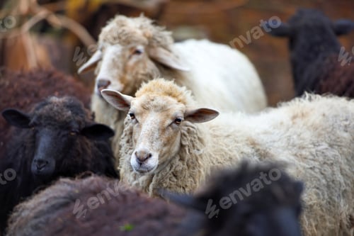 Preview: Family sheep in the farm. Breeding animals