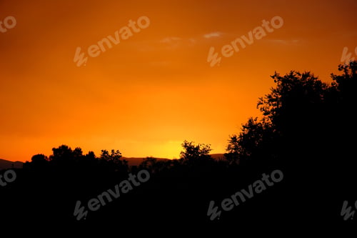 Preview: Silhouette of trees against an orange sunset sky.