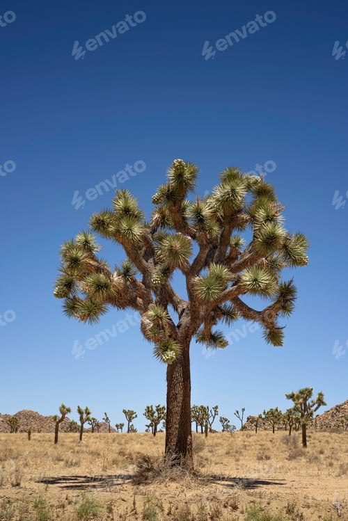 Preview: Joshua Tree National Park, Mojave Desert, California