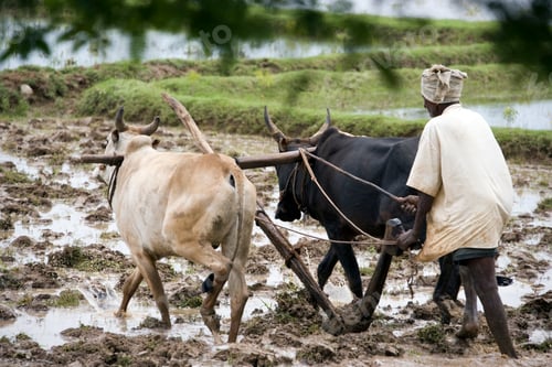 Preview: Subsistence farming - India