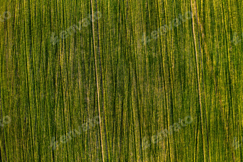 Preview: Bird's-eye view of a green field .Sowing campaign in Belarus.Nature Of Belarus.Own green field