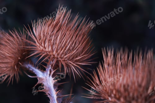 Preview: TEXTURES. Close-up view of prickly plant surface. Thorn fragment in the blurred background.