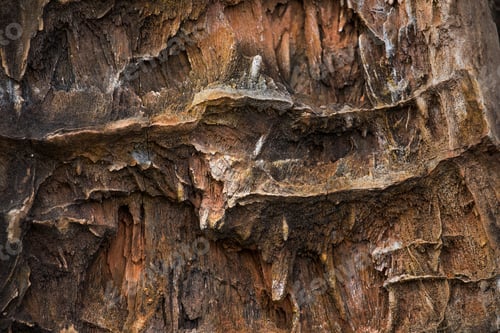 Preview: The Petrified Wood Texture Background
