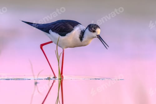 Preview: Black Winged Stilt against vivid background