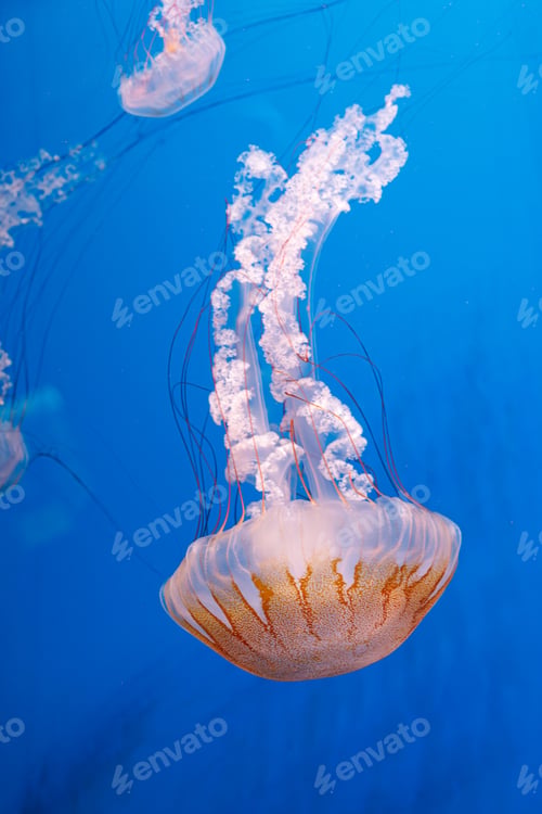Preview: underwater photography jellyfish Chrysaora plocamia, South American sea nettle