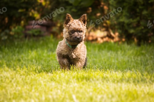 Preview: Cute cairn terrier dog on green grass in the park on a sunny day. Terrier dog breed