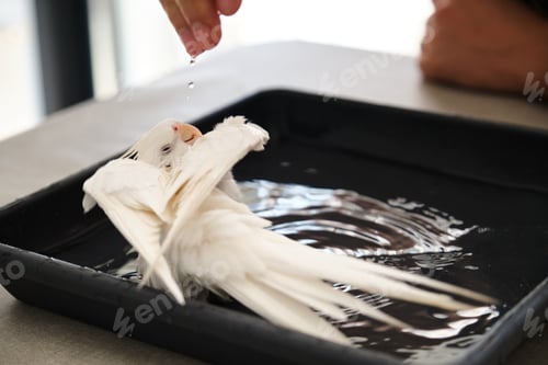 Preview: Owner hand bathing its albino cockatiel.