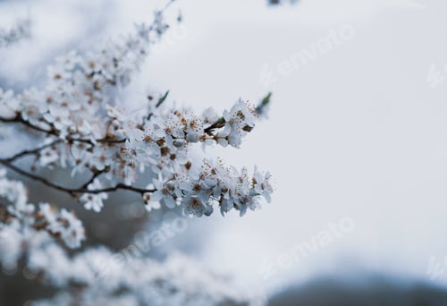 Preview: Branches of blossoming cherry against background of blurry white sky on sunny day spring, Selective