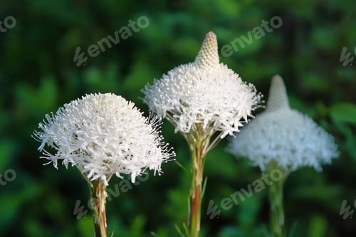 Preview: Bear Flowers