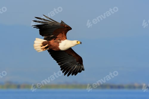 Preview: African Fish Eagle flying against blue sky