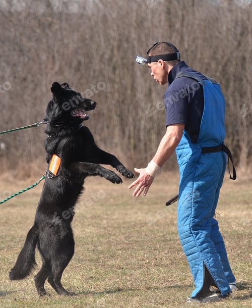 Preview: Dog Training