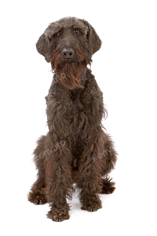 Preview: Black Giant Schnauzer Dog