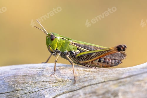 Preview: Stripe winged grasshopper in natural habitat