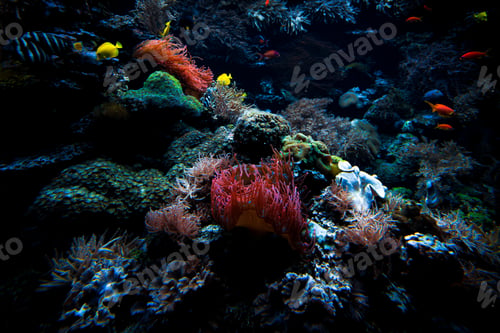 Preview: Underwater sea world. Colorful tropical fish. Life in the coral reef. Ecosystem.