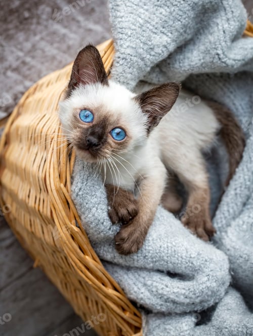 Preview: Cute siamese cat, pet animal kitten