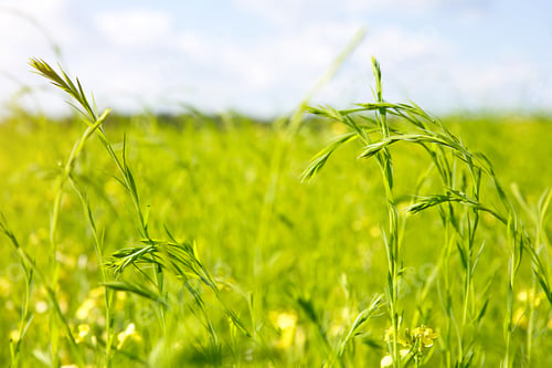 Preview: A green spring field with bright ears of flowering flax