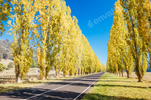 Preview: Gould Memorial Drive in Marysville in Australia