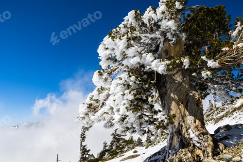 Preview: Large pine tree covered in frozen snow