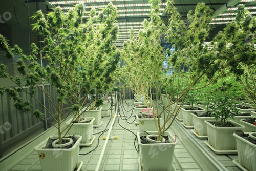 Preview: Cannabis leaves. Growing Medical marijuana cultivation. Alternative herbal medicine, Cannabis farm