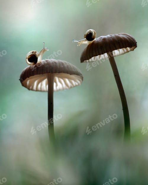 Preview: mushrooms and snail