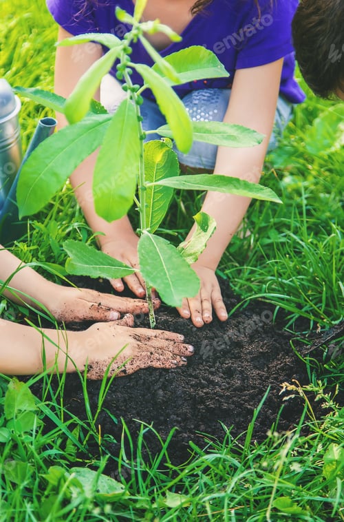 Preview: child plants and watering plants in the garden. Selective focus.