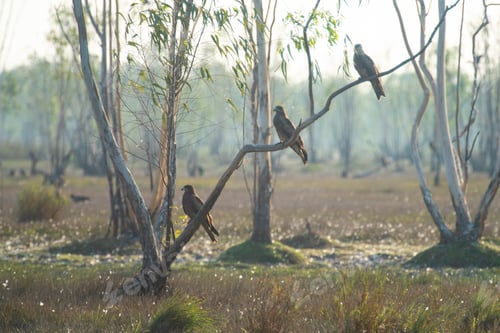 Preview: Flock of migratory hawk, Nakhonnayok Thailand