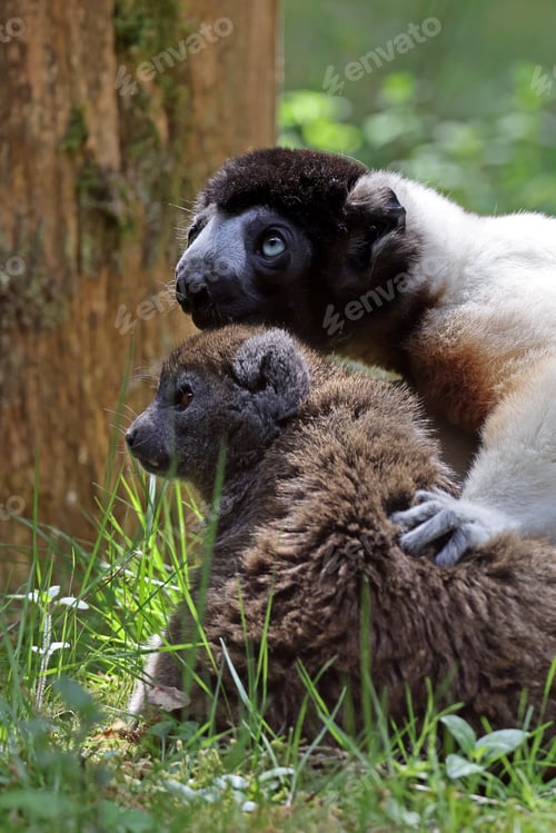 Preview: crowned sifaka (Propithecus coronatus) and Lac Alaotra bamboo lemur (Hapalemur alaotrensis)