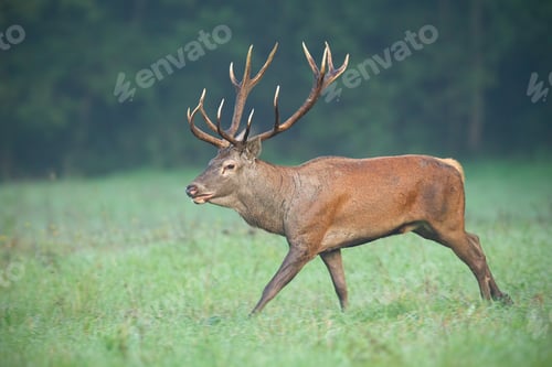 Preview: Wild red deer stag running fast in autumn