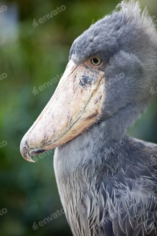 Preview: Shoebill (lat. Balaeniceps rex; aka Whalehead)