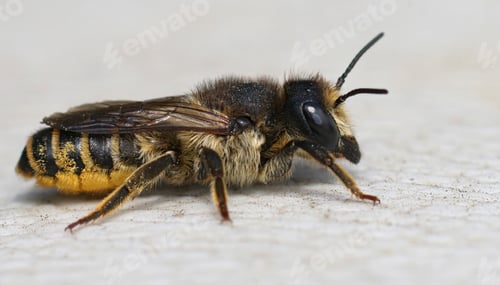 Preview: Close up of a female banded bee , Megachile ericetorum resting o