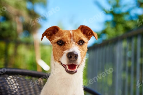 Preview: Portrait of cute dog outdoors at summer day