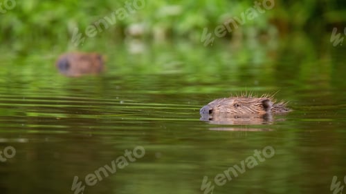 Preview: Eurasian beaver swimming in water in a summertime nature