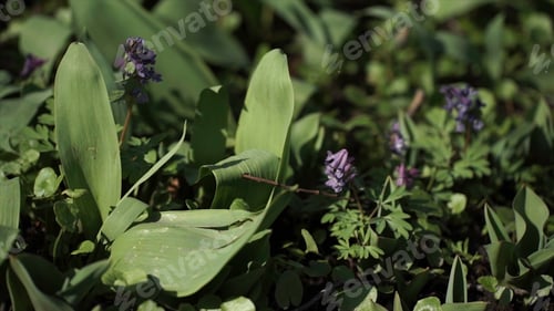 Preview: Lily of the valley Convallaria majalis purple flowers. Purple Lily of the valley on grass. Spring