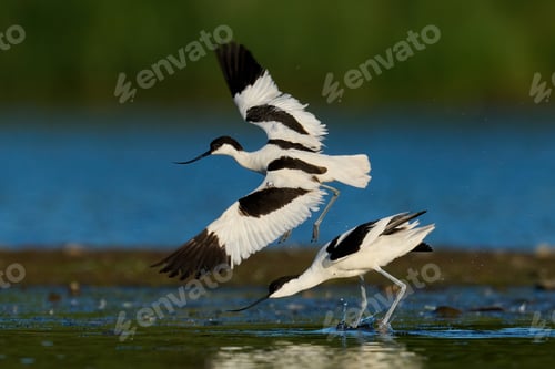Preview: Pied avocet (Recurvirostra avosetta)