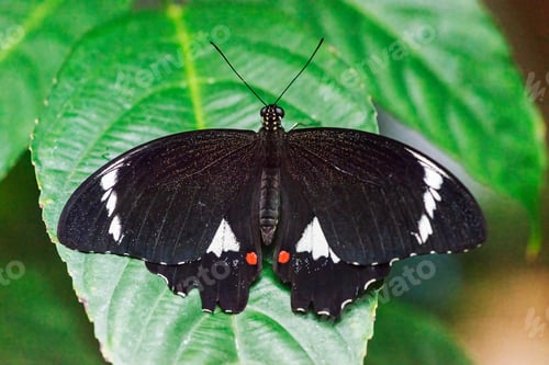 Preview: Orchard swallowtail (Papilio aegeus) butterfly closeup, sitting on a leaf.