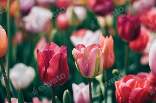 Preview: Pink tulips