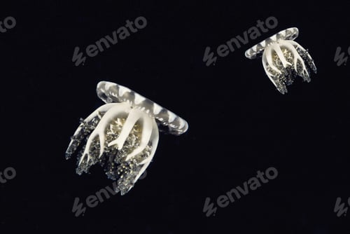 Preview: Compass jellyfishes