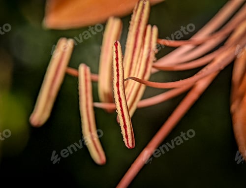 Preview: Closeup morning dew on a orange leaf flowers
