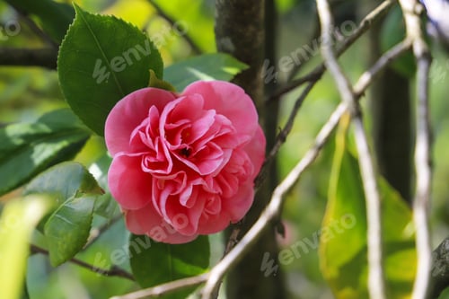 Preview: close-up of a camellia flower
