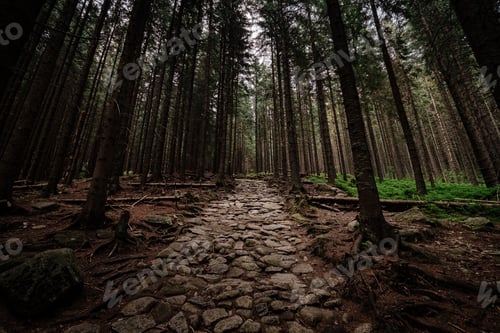 Preview: stone road in a coniferous forest in the mountains
